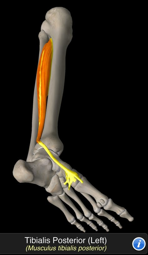 Musculus Tibialis Posterior Tibialis Posterior, Human Anatomy Picture, Tibialis Anterior, Human Muscles, Anatomy Artwork, Muscle Diagram, Human Muscle Anatomy, Basic Anatomy, Basic Anatomy And Physiology