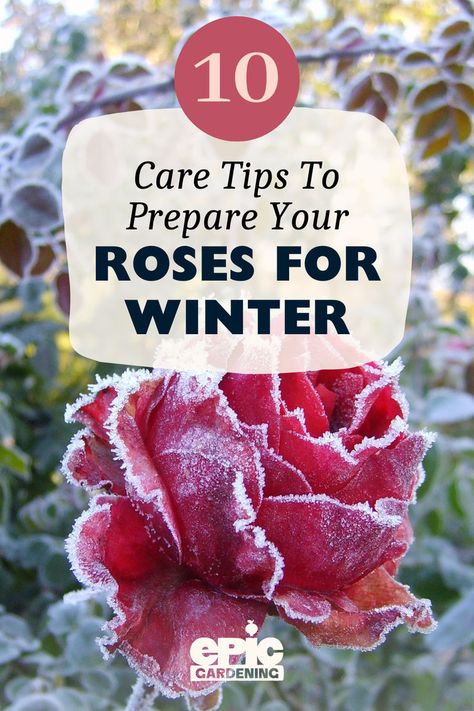 Close up of a dark pink rose with frost all over its petals Preparing Roses For Winter, Prune Roses For Winter, When To Prune Roses, Rose Bush Care, Epic Gardening, Container Roses, Pruning Roses, Plant Hardiness Zone Map, Winter Gardening