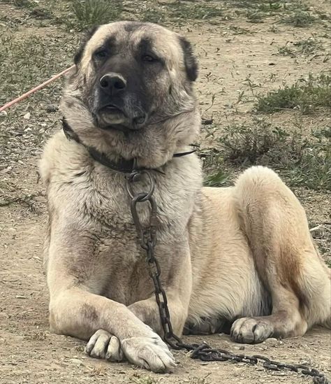 Big Guard Dogs, Kangal Dog Aesthetic, Kangal Shepherd Dog, Guard Dog Aesthetic, Turkish Kangal Dog, Kangel Dogs, Dog Therian, Maremma Sheepdog, Guard Dog Breeds