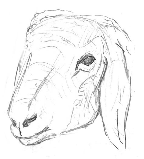 Free Image on Pixabay - Sheep, Lamb, Animal, Livestock, Pet How To Draw Lamb, Goat Sketch Drawings, Lamb Head Drawing, Lamb Sketch Drawing, Sheep Line Drawing, How To Draw A Lamb, Sheep Face Drawing, Farm Animal Sketches, Goat Drawing Sketch