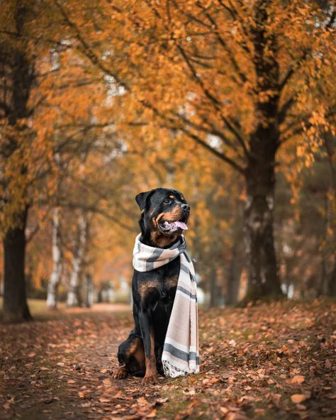 Rottweiler Photoshoot, Big Rottweiler Dogs, Rottweiler Photography, Rottweiler Aesthetic, Rottweiler Pictures, Dog Therapy, Strong Work Ethic, Dog Photoshoot, Dog Pics