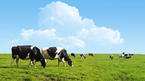 Grass-Fed vs. Grain-Fed Beef — What’s the Difference? Farm Wallpaper, Cows Grazing, Grass Drawing, Cow Wallpaper, Cow Cheese, Mural Home, Holstein Cows, Grasses Landscaping, Cow Pictures