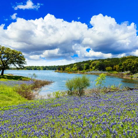 Fantastic Stops On A Texas Hill Country Road Trip - TravelAwaits Earth Sheltered Homes, Rural Land, Earth Sheltered, Texas Bluebonnets, Live Oak Trees, Texas Hills, Dude Ranch, Texas Hill Country, Blue Bonnets