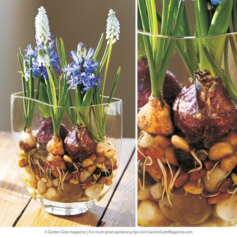 Forcing Bulbs: Now’s the time to start forcing spring bulbs so you can have their cheerful blooms indoors. See two easy and attractive ways here! Flower Bulbs Indoors, Indoor Mini Garden, Forced Bulbs, Garden In Containers, Forcing Bulbs, Bulb Planting, Recipe Book Ideas, Plant In Glass, Floral House