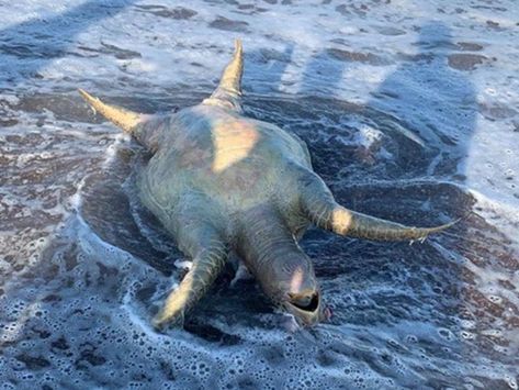 Tortuga, lobo marino y peces muertos tras derrame tóxico en Guaymas Toledo, Elephant, California, Animals