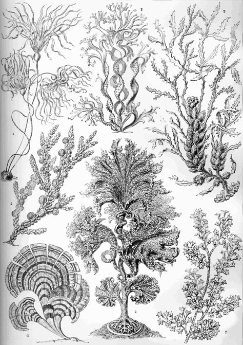 Fucoideae - Openclipart Natural Form Art, Sea Plants, Ocean Tattoos, Stock Art, Art Ink, Canvas Wall Decor, Free Illustrations, Aluminium Art, Art Forms