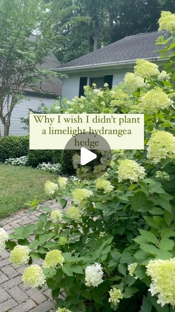 Smooth Hydrangea Landscaping, Tree Border Ideas, Little Lime Hydrangea Landscaping, Limelight Hydrangea Tree, Hydrangea Hedge, Limelight Hydrangea Landscaping, Spring Blooming Trees, Crepe Myrtle Trees, Hydrangea Tree