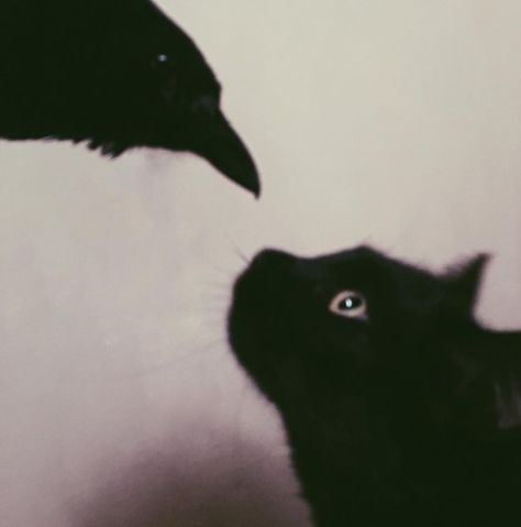 Playlist Covers, Crows, Black Cats, Ravens, Dark Aesthetic, Dark Academia, My Aesthetic, Black Cat, Witch