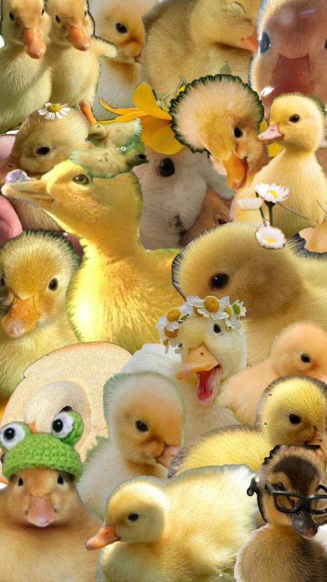 Duck Wallpaper, Cute Ducklings, Paper Doll Template, Funny Animal Photos, Fluffy Animals, Cat Aesthetic, Cute Little Things, Wallpaper Pictures, Summer Wallpaper