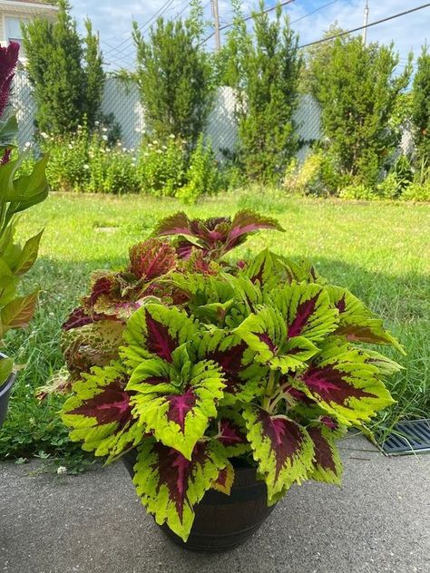 Coleus seeds Kong Rose | Etsy Rock Garden Ideas Front Yard, Garden Ideas Front Yard, Front Yard Trees, Coleus Seeds, Shade Plants Container, Yard Trees, Small Space Garden, Curb Appeal Garden, Front Yard Curb Appeal