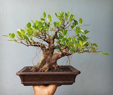 Bonsai Beringin, Bonsai Mini, Ficus Bonsai, Bonsai Trees, Bonsai Tree, Trees, Plants, Wall, Quick Saves