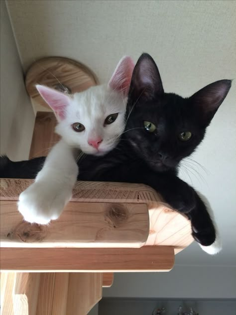 Black Cats In Love, Black And White Cats, Cats In Love, White And Black Cat, Cute Cat Memes, Cat Couple, Opposites Attract, Baby Kittens, White Cats