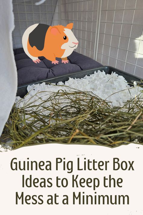 As a guinea pig owner, you've probably noticed how messy guinea pigs can be! They provide us with never-ending supplies of poop scattered around the cage. Here's how you can keep the mess more contained and easier to clean by introducing a litter box in your guinea pigs' cage! Guinea Pig Cage Ideas Aesthetic, Pig Litter Box Ideas, Guinea Pig Litter Box Ideas, C&c Guinea Pig Cage Ideas, Diy Guinea Pig Hideout, Guinea Pig Cage Setup Ideas, Cute Guinea Pig Cage Ideas, Aesthetic Guinea Pig Cage, Guinea Pig Cage Ideas