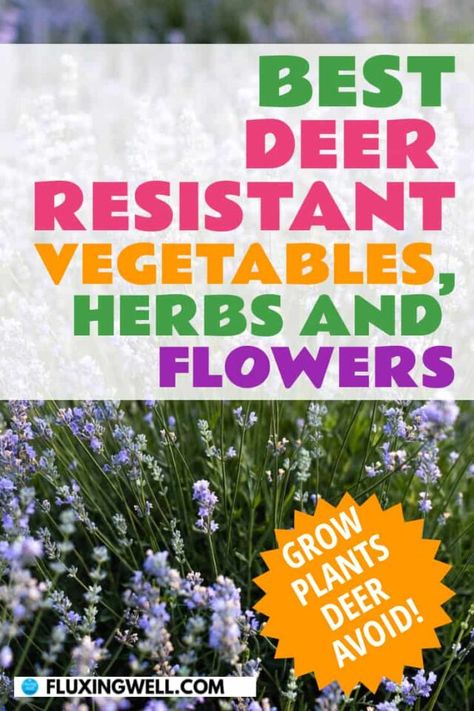 Looking for the best deer resistant vegetables, herbs, perennials and annuals to grow? Here's a comprehensive list of deer resistant plants. Learn the secrets to growing deer resistant edibles and flowers. You'll also learn how to keep deer away from the plants they love. Interested in keeping deer from eating your precious plants? The vegetable, herb, flower and fruit sections each include a handy printable list for future reference. Get started with a deer resistant garden plan today! Deer Resistant Garden Plans, Deer Repellant Plants, Deer Resistant Shade Plants, Deer Resistant Landscaping, Deer Resistant Annuals, Deer Proof Plants, Deer Resistant Flowers, Deer Resistant Garden, Deer Repellant