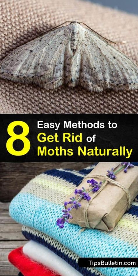 Moths In Closet, Starting Garden, Getting Rid Of Moths, Planting Seed, Farming Garden, Pantry Moths, Drying Mint Leaves, Clear Clutter, Diy Household Cleaners