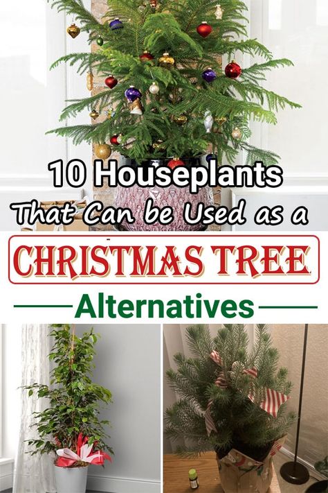 Ficus Christmas Tree, Live Christmas Trees In A Pot, Decorate House Plants For Christmas, House Plant Christmas Tree, Houseplant Christmas Decor, Decorating Plants For Christmas, Houseplant Christmas Tree, Christmas Tree Substitute Ideas, Potted Christmas Tree Indoor