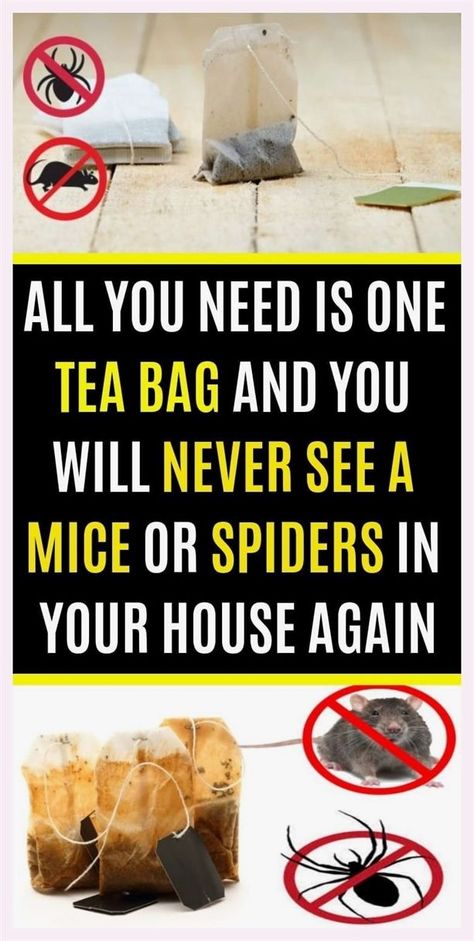 Special tips! Get Rid Of Spiders, Getting Rid Of Mice, Used Tea Bags, Peppermint Tea, School Communication, Word Online, Creating A Newsletter, Self Compassion, Tea Bags