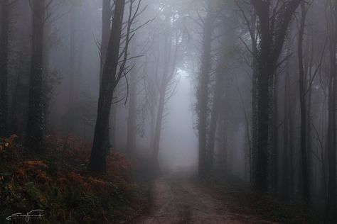 Misty woods Misty Woods Aesthetic, Misty Weather Aesthetic, Rainy Woods Aesthetic, Woods Dark Aesthetic, Misty Scenery, Misty Aesthetic, Woods Dark, Misty Woods, Addie Larue