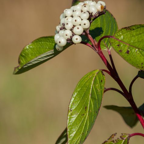 White Berries on Red-osier Dogwood by Gordon England 	Red-osier Dogwood (Cornus sericea) with white berries, Farnham Park, Surrey, autumn 2011 #plants #nature #flowers #flora #photography Cornus Sericea, Flora Photography, Dogwood Shrub, Red Osier Dogwood, White Berries, Flora Flowers, Plants Nature, Cake Business, Website Backgrounds