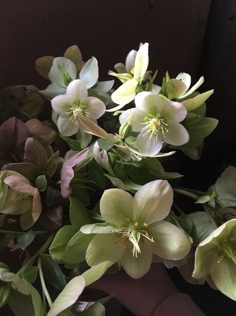 A bunch of green and white hellebores in the studio prior to creating our couture flower dress for American Flowers Week 2021. Hellebore Arrangement, Hellebore Green, Hellebore Bouquet, Purple Scabiosa, Green Hellebore, White Hellebore, December Flowers, Hellebore Flower, Flower List