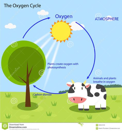 dreamstime.com Oxygen Cycle, Computer Design, Tracing Worksheets Preschool, Worksheets Preschool, Tracing Worksheets, Carbon Dioxide, Photosynthesis, Reading Material, Preschool Worksheets