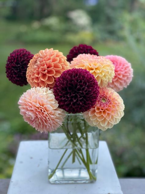 Dahlia Flower Arrangements, Longfield Gardens, Dahlia Bouquet, Annual Garden, Warm Kitchen, Dahlias Garden, Flowers Easy, Growing Dahlias, Cut Flower Garden