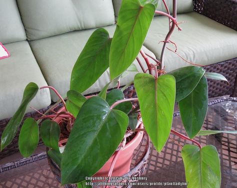 Blushing Philodendron, Philodendron Erubescens, Leaves Photo, Dragon Garden, Plant Wishlist, Daytona Beach Florida, Chinese Evergreen, Plants Indoor, Indoor Jungle