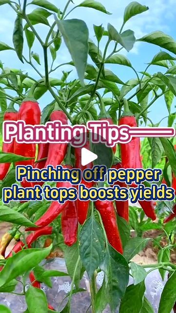 Garden Soil Mix, Mango Plant, Growing Bell Peppers, Garden Hacks Diy, Growing Peppers, Planting Tips, Vegetable Garden Diy, Pepper Plants, Organic Gardening Tips