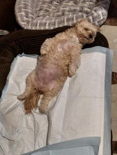 Pregnant Dogs, Pregnant Dog, Dog Nutrition, Nutrition Guide, Pregnant Woman, Healthy Pregnancy, Best Food, Best Foods, Dog Food Recipes