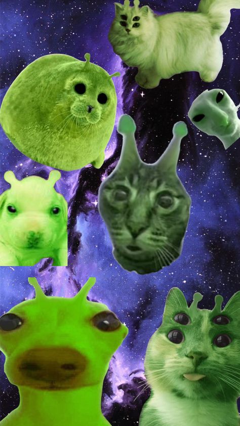 #aliens #space #aliencat Alien Aesthetic, Space Drawings, Space Cat, Cat Aesthetic, Cat Wallpaper, Weird Animals, Cat Memes, Aliens, Cat Art