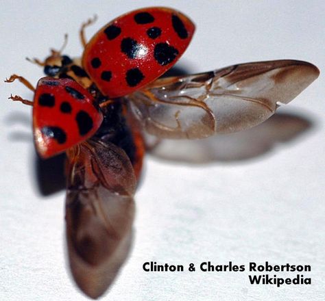 Ladybeetle, ladybird, ladybug elytra and hind wings flight Wings Inspiration, Ladybug Wings, Marvel Dr, Lady Beetle, Insect Tattoo, June Bug, Stag Beetle, Interesting Animals, Lady Bugs