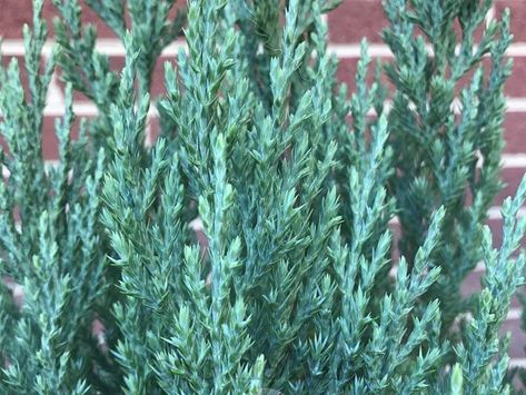 Juniper Blue Point, Blue Point Juniper Landscaping, Blue Point Juniper Landscaping Ideas, Blue Arrow Juniper, Blue Point Juniper, Juniper Shrub, Types Of Pine Trees, Juniper Plant, Blue Star Juniper