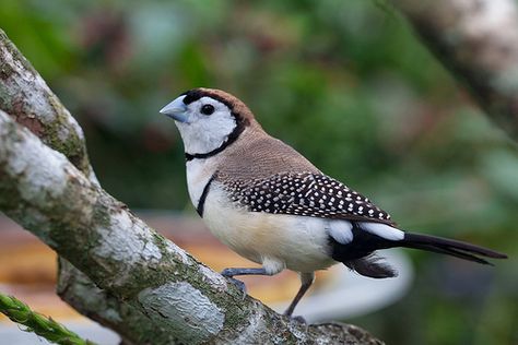 Female Of The Species, Finches Bird, Kingdom Animalia, Bird Wings, Finches, White Bird, Baby Owls, Bird Pictures, Birds Tattoo