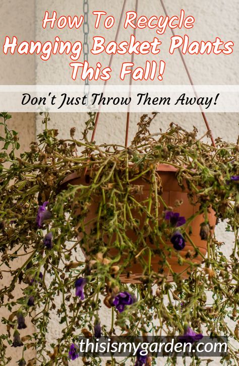 Dollar Store Hanging Basket Ideas, Diy Fall Hanging Basket Ideas, Alternative Hanging Basket Ideas, Fall Hanging Basket Ideas, Hanging Basket Stand, Hanging Basket Plants, Fall Hanging Baskets, Hanging Plants Outdoor, Hanging Plants Diy