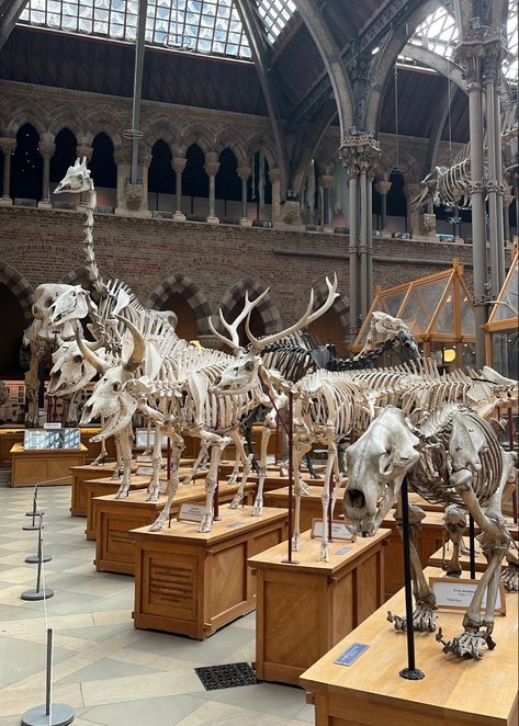 Museum Of Curiosity, Animal Skeletons, Museum Of Natural History, Natural History Museum, Oxford University, Natural History, Oxford, University, History