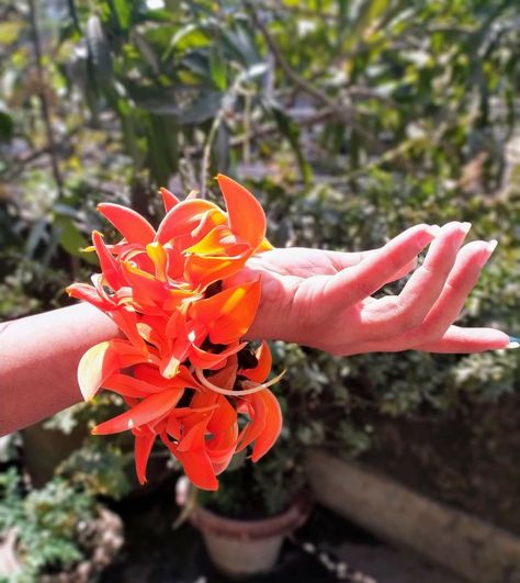 so this flower is called "palash," in our country worldwide known as " Butea monosperma " This flower is mainly summer time flower Palash Flower Photography, Palash Flower, Nature Asthetics, Affirmation Board, Flower Video, Alphabet Art, Beautiful Flowers Pictures, Green Life, Painting Art Projects