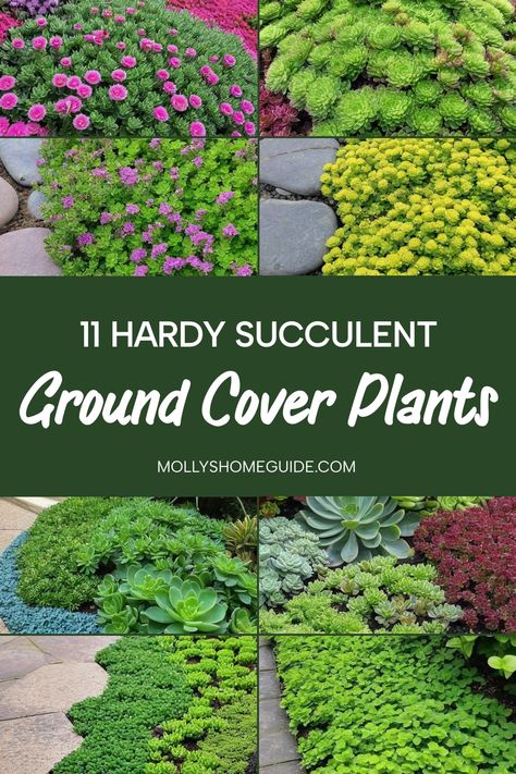 Looking to elevate your garden with beautiful ground cover plants? Explore the best succulent ground covers that are not only stunning but also easy to maintain. From sedum as groundcover to ice plant varieties, these low-maintenance solutions are perfect for low-water gardens, full sun areas, and even shaded spots. Discover the beauty of Australian native ground cover plants and outdoor succulents that will thrive in any setting. Creeping Ground Cover Plants, Ground Cover That Chokes Out Weeds, Shade Ground Cover, Native Ground Cover, Evergreen Ground Cover Plants, Sedum Ground Cover, Succulent Ground Cover, Outdoor Succulents, Replace Lawn