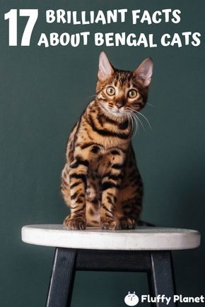 Schrodinger Cat, Cat Munchkin, Bengal Cat Facts, Cat Grumpy, Cat Protection, Bengal Cat Kitten, Cat Repellent, Cat Calico, Names Cat