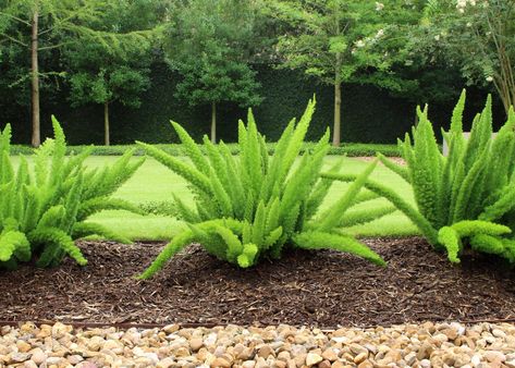 Longwood Gardens Memorial, Houston | Moss Landscaping Easy Outdoor Plants, Low Maintenance Plants Outdoor, Asparagus Densiflorus, Foxtail Fern, Alpine Garden, Asparagus Fern, Perennial Border, Longwood Gardens, Fern Plant