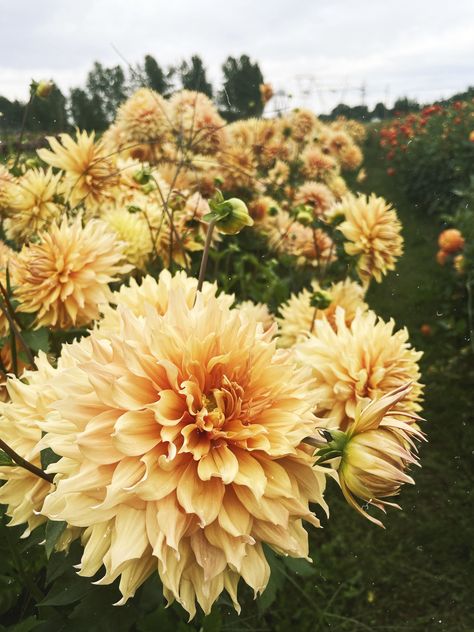 Dinnerplate Dahlias the size of my head? Yes please. These plants can grow 4-5 ft. tall with blooms 8 inches in diameter. Who wouldn't want a row of sunshine? Dinnerplate Dahlia, Cuban Link Chain Necklaces, Yes Please, Cut Flowers, Dahlia, Plants, Flowers, Gold, Nature