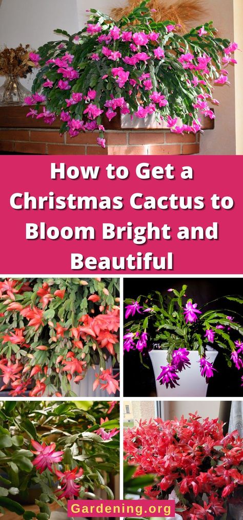 How To Get Christmas Cactus To Bloom, Kissing Bug, Christmas Cactus Flower, Christmas Cactus Care, Lush Christmas, Cactus Bloom, Christmas Cactus Plant, Easter Cactus, Thanksgiving Cactus