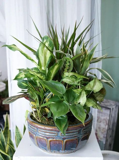 Multiple Houseplants In One Pot, Houseplant Containers Ideas, Mix Plants In Pots, Indoor House Plant Combinations, Mixing Plants In One Pot, Indoor Plant Combinations For Pots, House Plant Combinations, Different Plants In One Pot, Mixed Houseplant Container