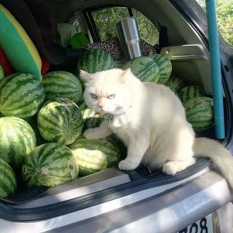 Watermelon Farming, Scottish Fold, Funny Animal Memes, Funny Cute Cats, Grumpy Cat, Maine Coon, Cartoon Cat, 귀여운 동물, Funny Cute