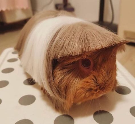 Guine Pig, Guinea Pigs Funny, Guinea Pig Bedding, Pet Guinea Pigs, Cute Guinea Pigs, Guinea Pig Cage, Pet Pigs, Indoor Dog, Cutest Animals