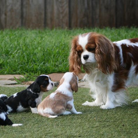 Image may contain: 1 person King Charles Spaniel Black, Cavalier King Charles Spaniel Blenheim, Cavalier King Spaniel, King Spaniel, Cavalier King Charles Spaniel Tricolor, Cavalier King Charles Dog, King Charles Dog, King Charles Cavalier Spaniel Puppy, Class Of 2016