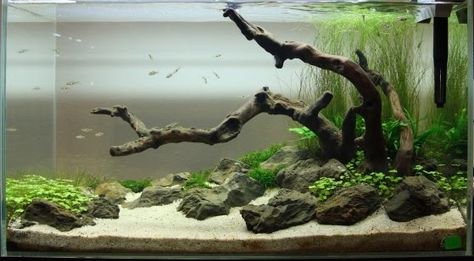 http://aquatic-art.blogspot.com/2010/12/aquafair-2010-aquascaping-competition.html Aquarium Diy, Amazing Aquariums, Driftwood Fish, Aquascape Design, Aquarium Driftwood, Aquarium Terrarium, Fresh Water Fish Tank, Diy Aquarium, Aquarium Landscape