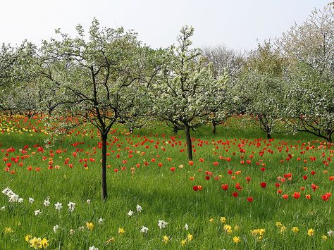 My dream, to have a naturalized bulb area, with both major bulbs (tulips, daffodils) and minor (crocus, etc) A pretty apple tree orchard would be great too! Tree Orchard, Narcissus Bulbs, Orchard Garden, Wild Flower Meadow, Meadow Garden, Flower Meadow, Apple Orchard, Natural Garden, Deciduous Trees