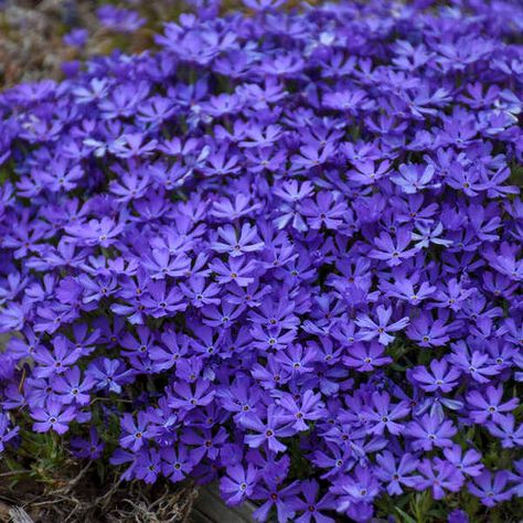 'Violet Pinwheels' - Phlox hybrid | Proven Winners Moss Phlox, Creeping Phlox, Purple Plants, Border Plants, Ground Cover Plants, Starter Plants, Garden Yard Ideas, Flowers Perennials, Perennial Plants