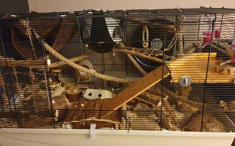 Rodent Cage Ideas, Fancy Mouse Cage, Fancy Mouse Pet, Elios Room, Pet Mice Cage, Fancy Mice Cage Ideas, Mouse Cage Setup, Mice Cage Ideas, Diy Mouse Cage