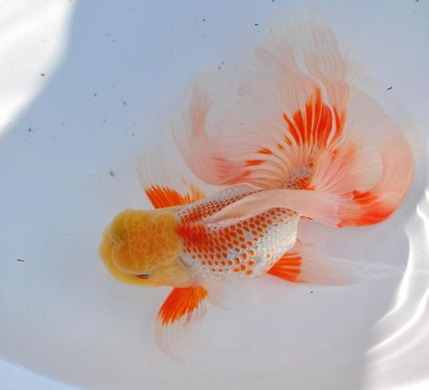 Red white Phoenix tail Oranda. Kanoko scales Goldfish Oranda, Oranda Goldfish, Phoenix Tail, Pet Goldfish, Fancy Goldfish, Animals Aesthetic, Goldfish Art, Goldfish Tank, Fish Ideas